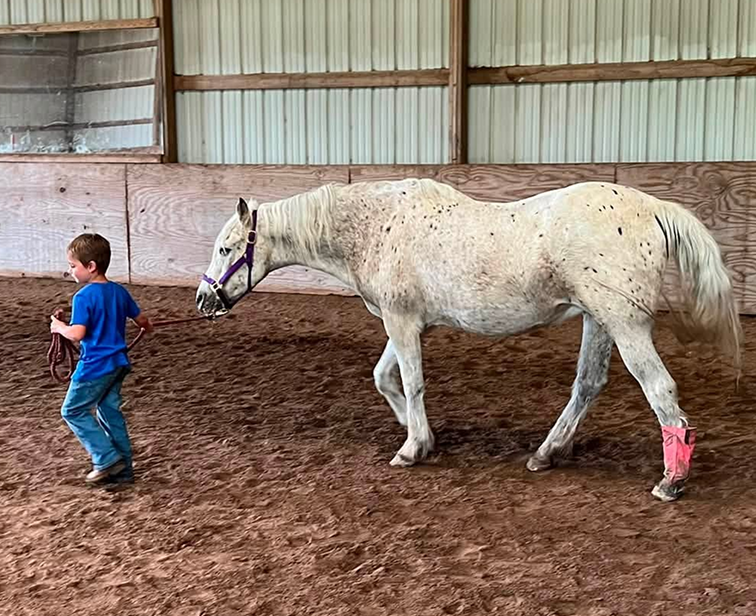 child leading a white horse