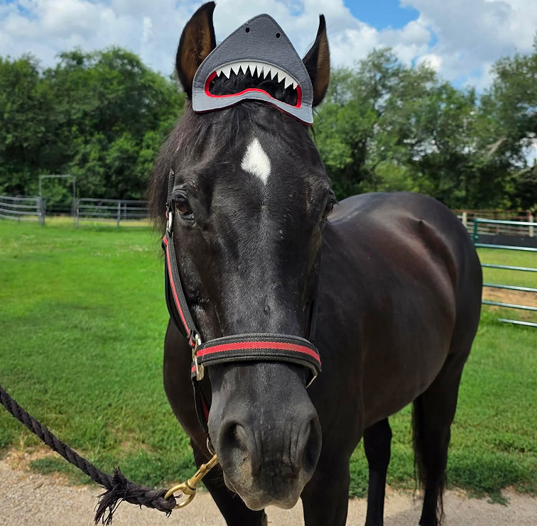 Beautiful black horse
